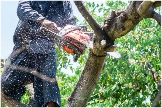 tree services Claysburg